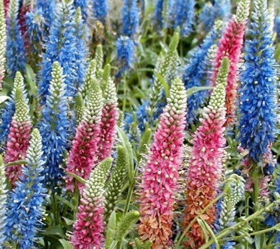 VERONICA LONGIFOLIA SEEDS MIXED COLORS LONG LEAF SPEEDWELL SELLER ...