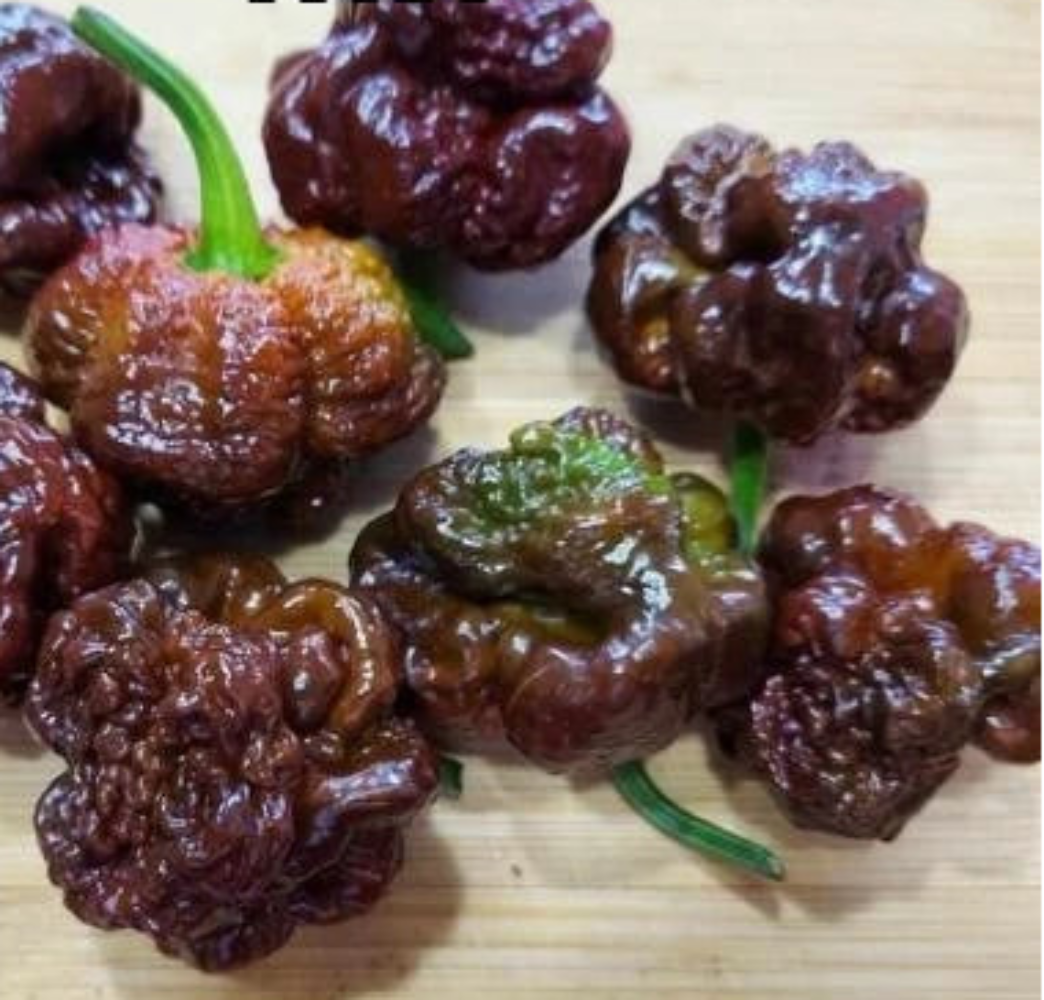 Chocolate Skunk Pepper Seeds heirloom non-gmo seeds
