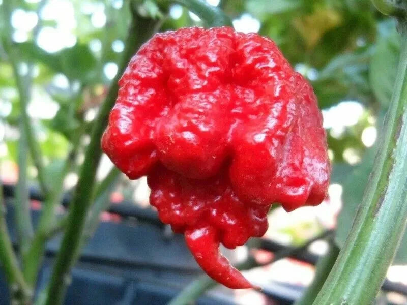 Carolina Reaper Chili Pepper Seeds World Record Hot Peppers Vegetables Seed heirloom non-GMO seeds