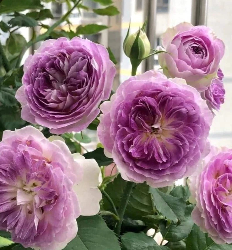 Blue Moonstone Rose Seeds - Seeds - Rose Flower Gardening – Heirloom, Non-GMO, High Germination Organic Garden Seeds