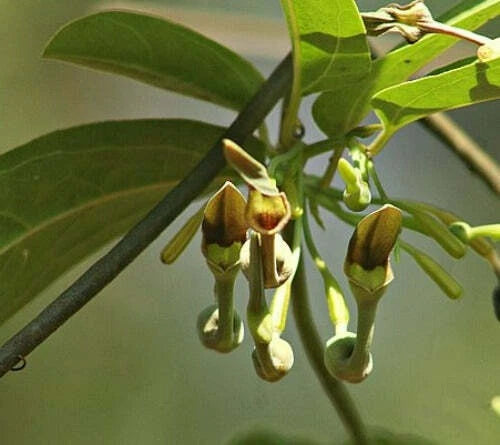Aristolochia indica Indian Birthwort Duck Flower Seeds heirloom non-GMO seeds