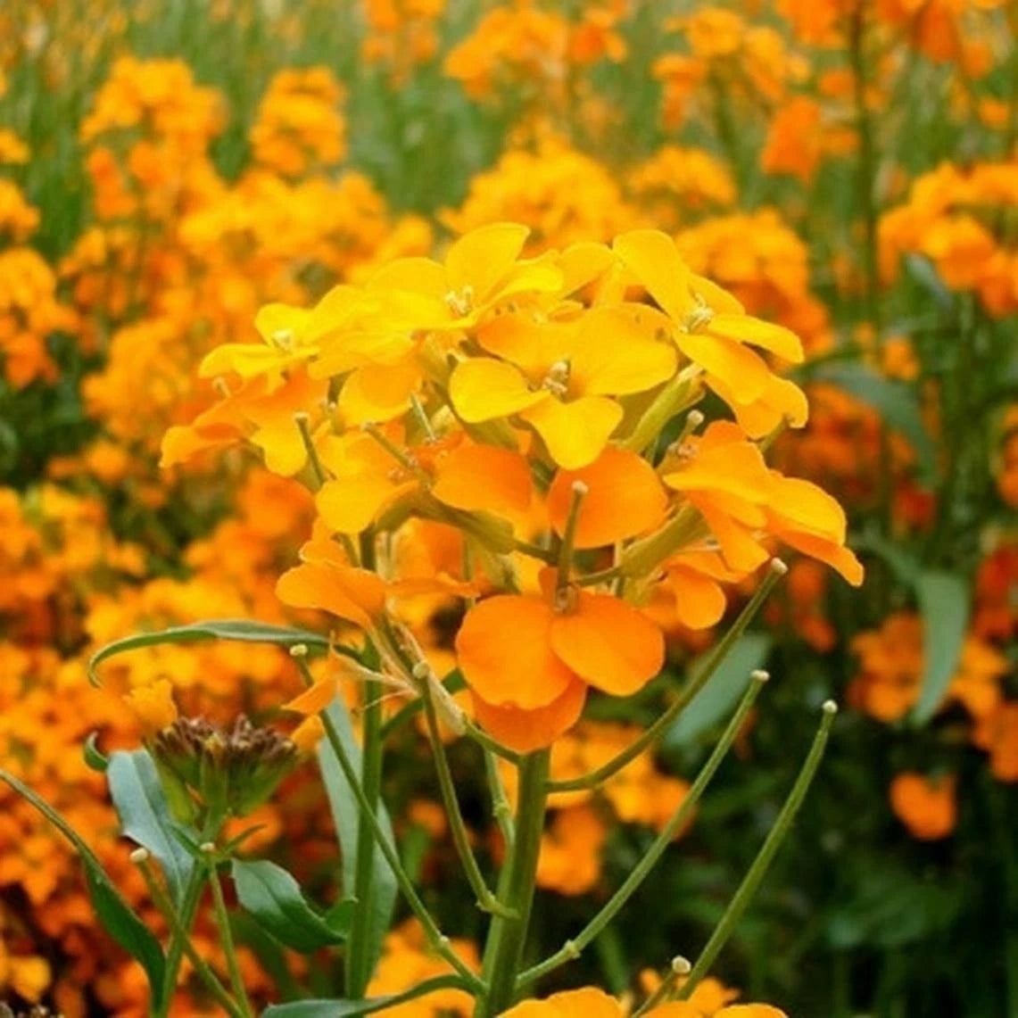 Siberian Wallflower Seeds Orange Cut Flower SHIPPING BUTTERFLIES heirloom non-GMO seeds