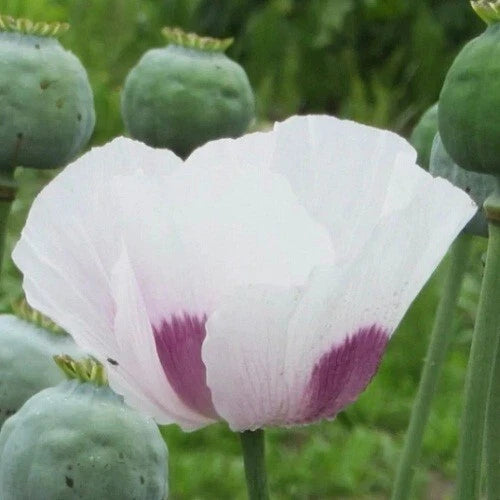 Over Czech Republic Poppy Seeds for Planting Papaver Som Papaver sp. heirloom non-gmo seeds