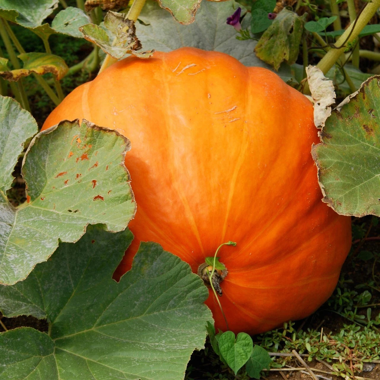 Big Max Pumpkin Seeds - GIANT – Heirloom, Non-GMO, High Germination Organic Garden Seeds