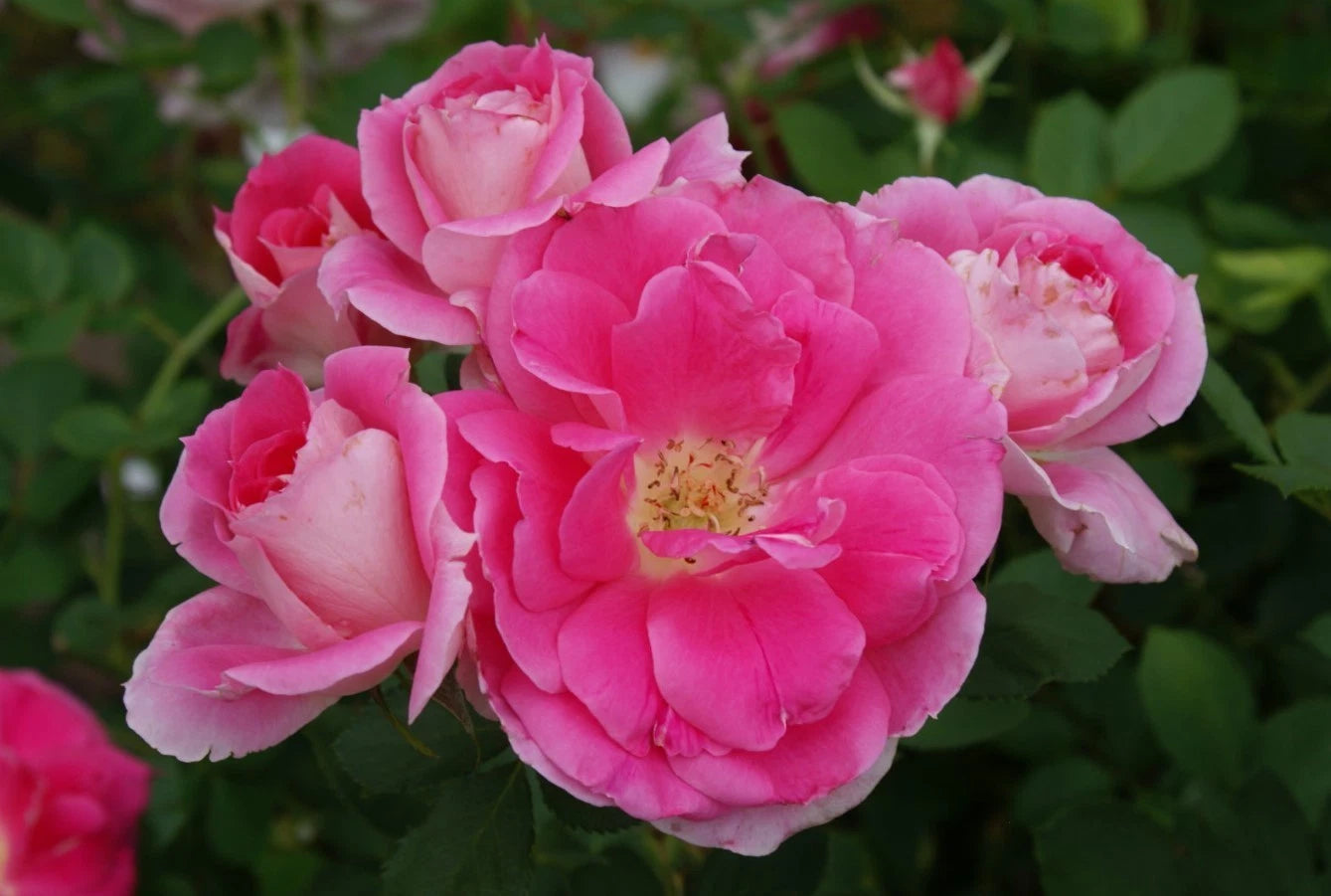 Carefree Wonder Rose Seeds - Seeds - Rose Flower Gardening – Heirloom, Non-GMO, High Germination Organic Garden Seeds