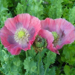 Papaver S Poppy Seeds Hens and Chicks Seeds Huge Red & Purple Flowers Papaver sp. heirloom non-gmo seeds