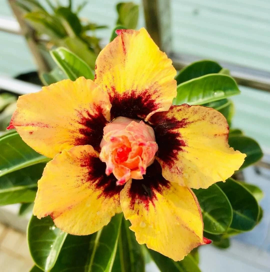 Double Red White Desert Rose Seeds Adenium Obesum Flower Perennial Seeds mix – Heirloom, Non-GMO, High Germination Organic Garden Seeds