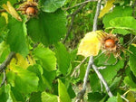 Corylus colurna Turkish Hazel Seeds heirloom non-gmo seeds