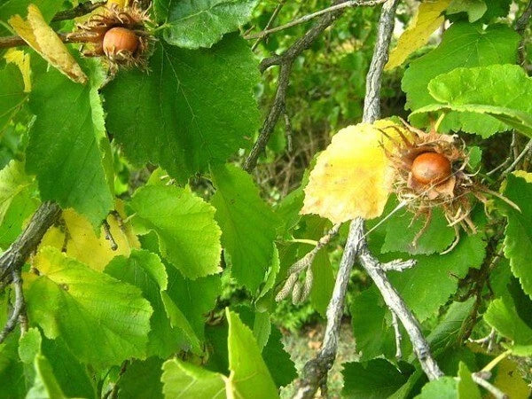 Corylus colurna Turkish Hazel Seeds heirloom non-gmo seeds