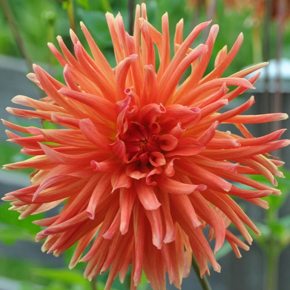 CACTUS DOUBLE DAHLIA Seeds Dahlia variabilis Perennial Cold Weather Flowers heirloom non-gmo seeds