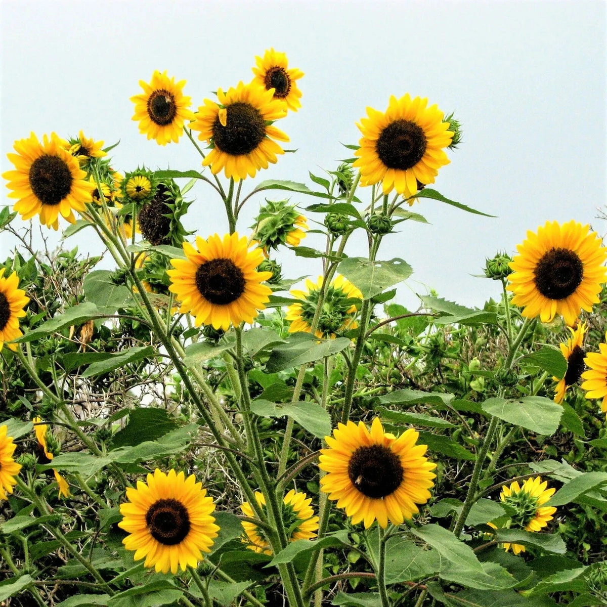Sunflower HENRY WILDE Yellow Multiple Blooms Birds Bees & Butterflies Seeds Helianthus annuus heirloom non-GMO seeds