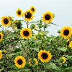 Sunflower HENRY WILDE Yellow Multiple Blooms Birds Bees & Butterflies Seeds Helianthus annuus heirloom non-GMO seeds