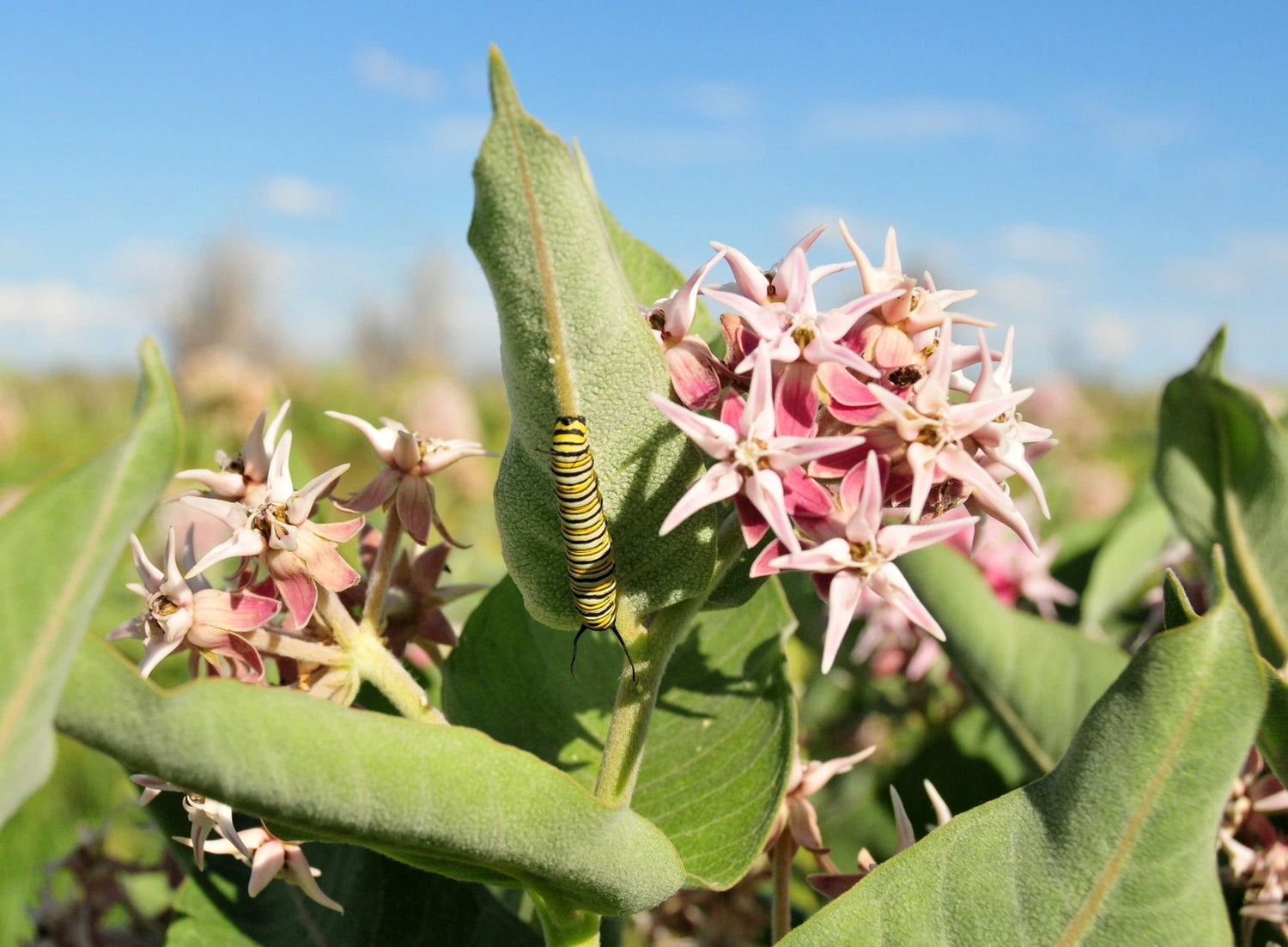 SHOWY MILKWEED Seeds Asclepias speciosa shipping heirloom non-gmo seeds