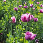 Turkish Imported Poppy Seeds For Fall Spring Planting Papavar Somniferum Papaver sp. heirloom non-gmo seeds