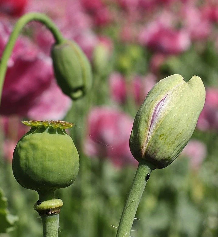 Stratified Turkish Papavaer Somniferum Poppy Flowers Seeds For Planting – Heirloom, Non-GMO, High Germination Organic Garden Seeds