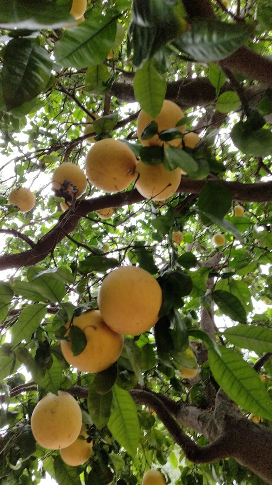Grapefruit Seeds Citrus Garden Fruit Tree Various Size Seed heirloom non-gmo seeds