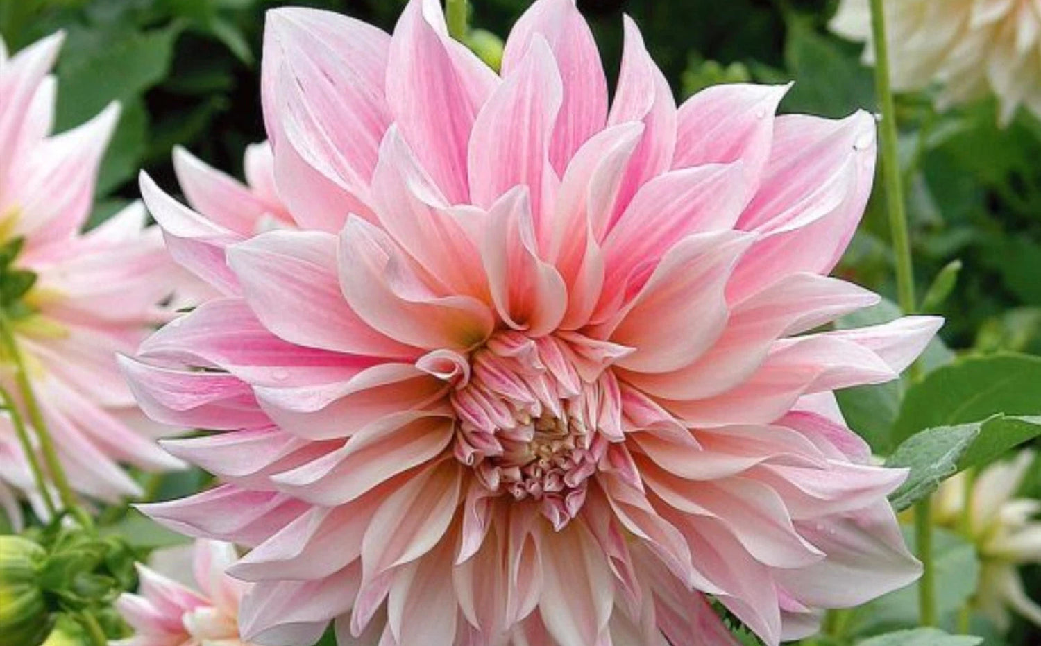 Café Au Lait Dahlia Perennial Seeds D026 heirloom non-gmo seeds