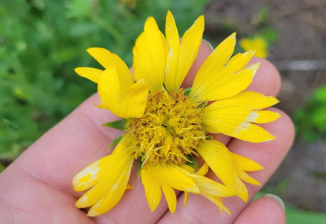 Yellow Blanket Flower Seeds Gaillardia Aristata Aurea Pura Butterfly heirloom non-gmo seeds