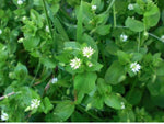 Stellaria Media Common Chickweed Seeds Annual Medicinal Edible heirloom non-gmo seeds