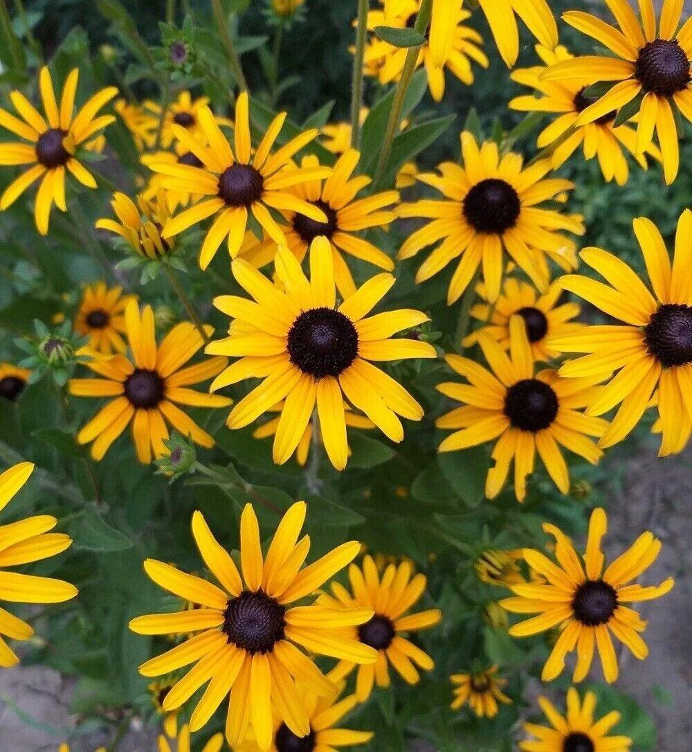 Black Eyed Susan Seeds - Perennial Flower Rudbeckia Seeds – Heirloom, Non-GMO, High Germination Organic Garden Seeds