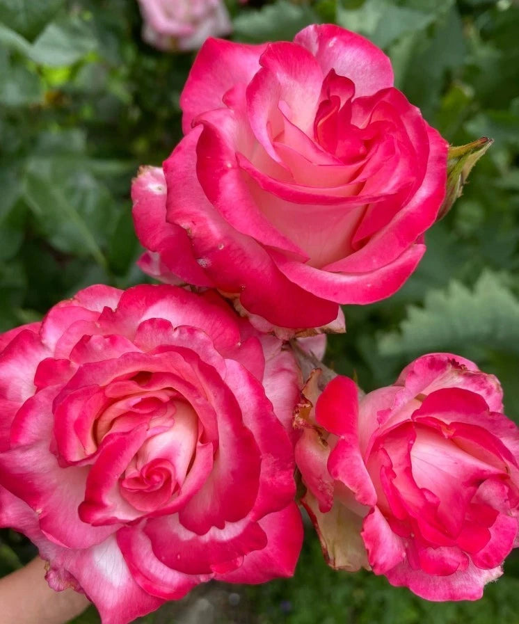 Cherry Parfait Rose Seeds - Seeds - Rose Flower Gardening – Heirloom, Non-GMO, High Germination Organic Garden Seeds