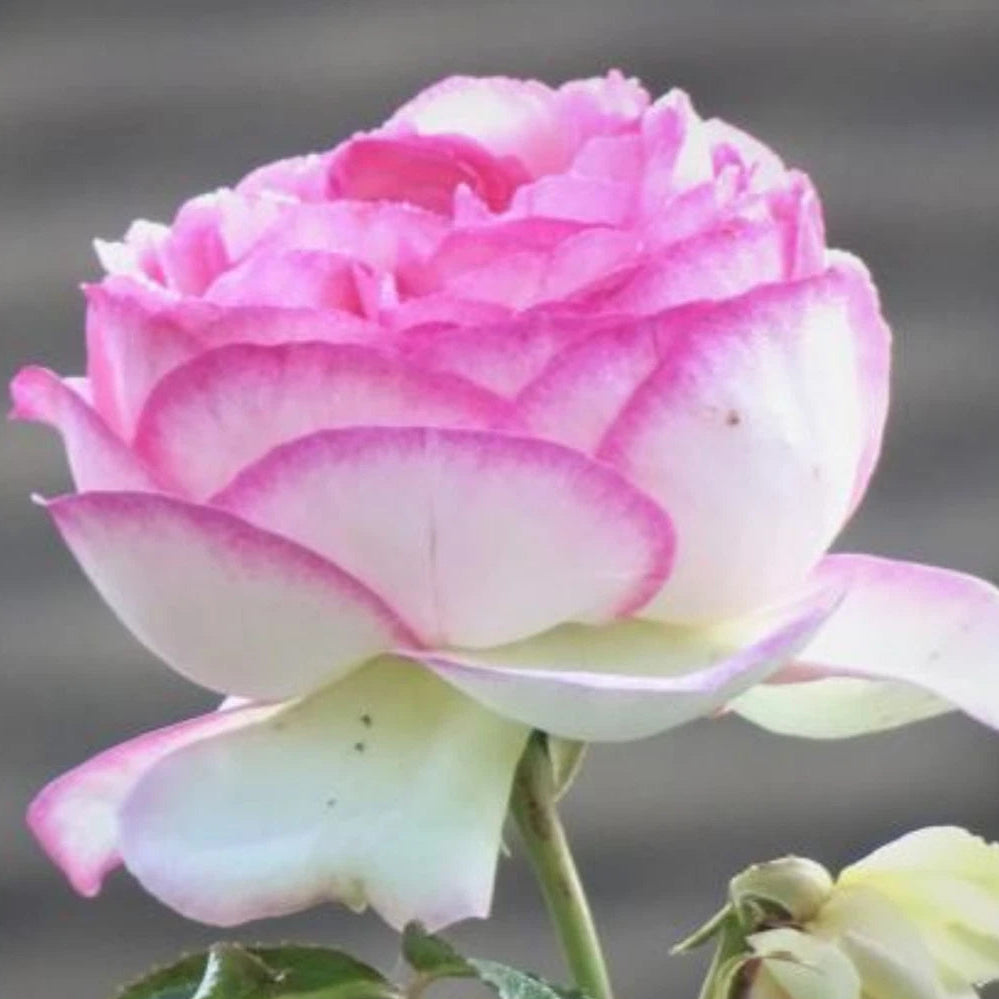 White Pink Hybrid Tea Flower Perennial Rose Seeds – Heirloom, Non-GMO, High Germination Organic Garden Seeds