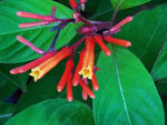 Florida Native Firebush Seed Pods – Heirloom, Non-GMO