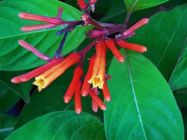 Florida Native Firebush Seed Pods – Heirloom, Non-GMO