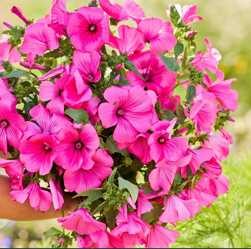 Rose Mallow TANAGRA HOT PINK Blooms Pollinator Attractor Seeds heirloom non-GMO seeds