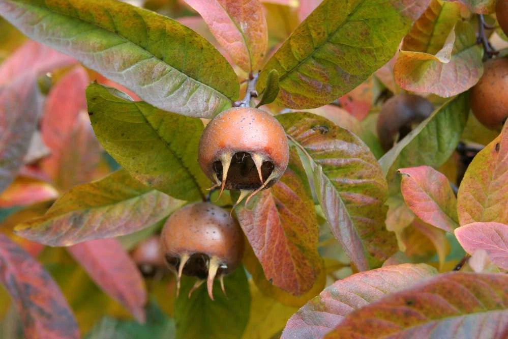 Showy Medlar Mespilus germanica Tree Seeds Edible Fall Color Hardy – Heirloom, Non-GMO, High Germination Organic Garden Seeds