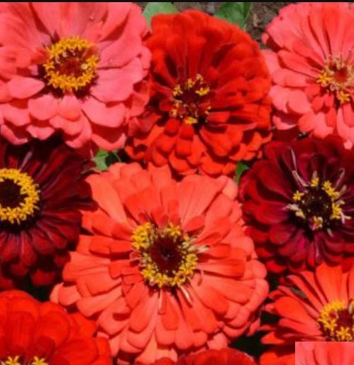 Zinnia BERRY TART MIX Fiery Vibrant Blooms Hummingbirds Butterflies Seeds Zinnia elegans heirloom non-gmo seeds