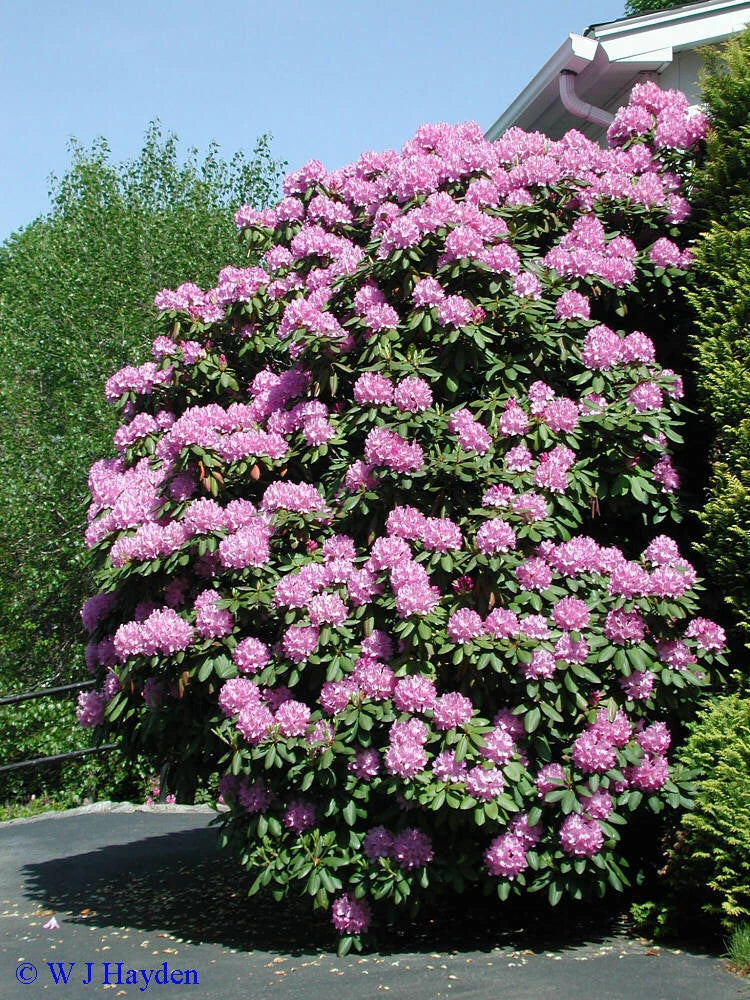 Rosebay Rhododendron Rhododendron maximum Shrub Seeds heirloom non-gmo seeds
