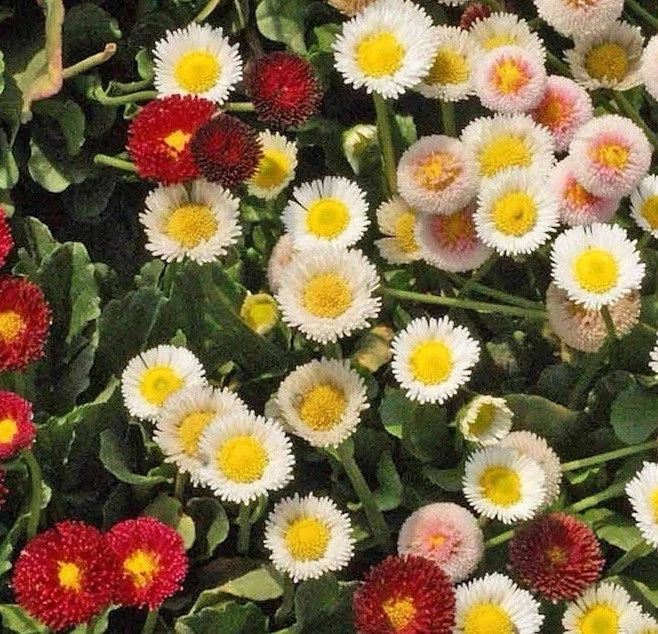 ENGLISH DAISY SEED MIX Bellis perennis - Seeds Wildflower Groundcover Bellis perennis heirloom non-GMO seeds