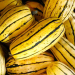 Delicata Squash Seeds FL Grown – Heirloom, Non-GMO