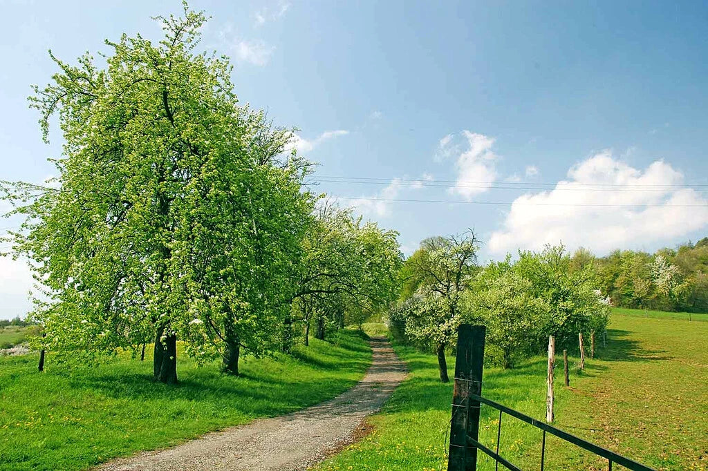 EUROPEAN PEAR TREE SEEDS Pyrus Communis Hardy Fruit Flower Garden Plant – Heirloom, Non-GMO, High Germination Organic Garden Seeds