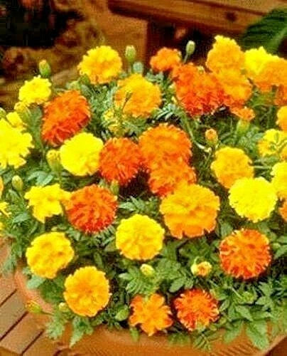 Sparky Mix DWARF FRENCH MARIGOLD Flower Seeds Garden Containers Pollinators – Heirloom, Non-GMO, High Germination Organic Garden Seeds