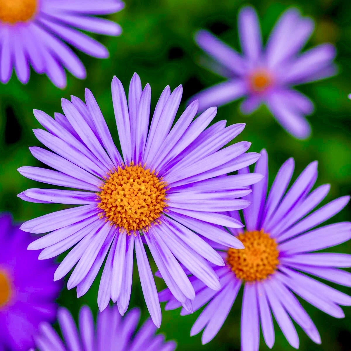 Aster New England Perennial Fall Flowers Wildflowers Shipping Various Wildflower Species heirloom non-GMO seeds