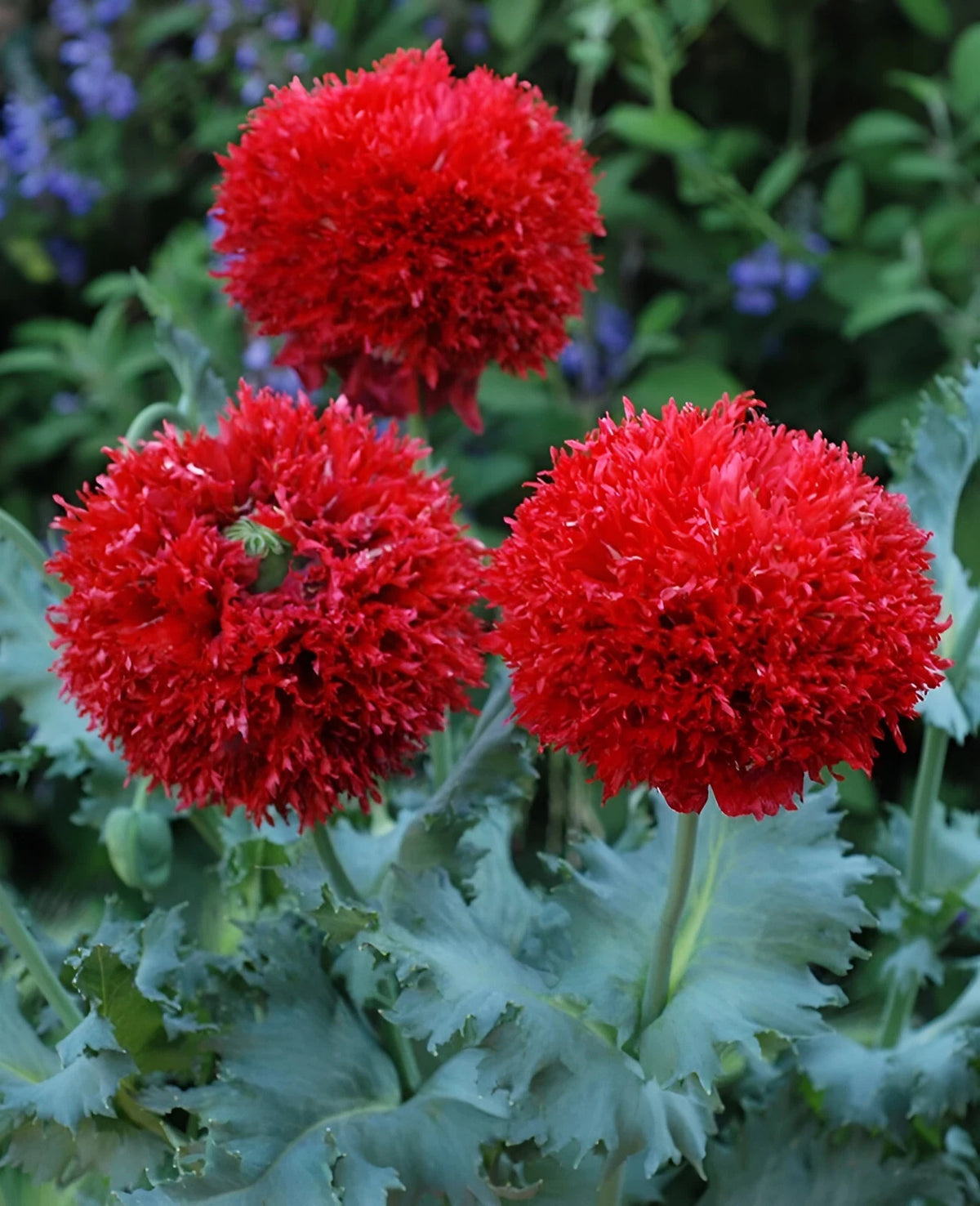 Crimson Feather Poppy Seeds P Somniferum -Dark Red Ruffled Breadseed – Heirloom, Non-GMO, High Germination Organic Garden Seeds