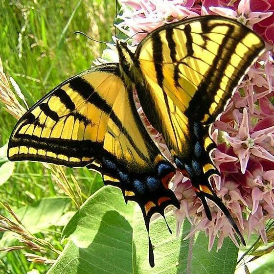 Showy Milkweed Seed FOOD FOR BUTTERFLIES AND HUMMINGBIRDS Only Seeds – Heirloom, Non-GMO, High Germination Organic Garden Seeds
