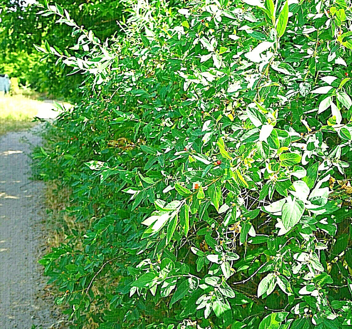 European Fly Honeysuckle Vine Seeds Native Perennial White Honeysuckle Bush – Heirloom, Non-GMO, High Germination Organic Garden Seeds