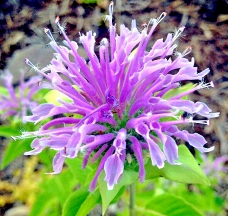 Bee Balm Wild Bergamot Seeds Perennial Seeds US SELLER heirloom non-gmo seeds