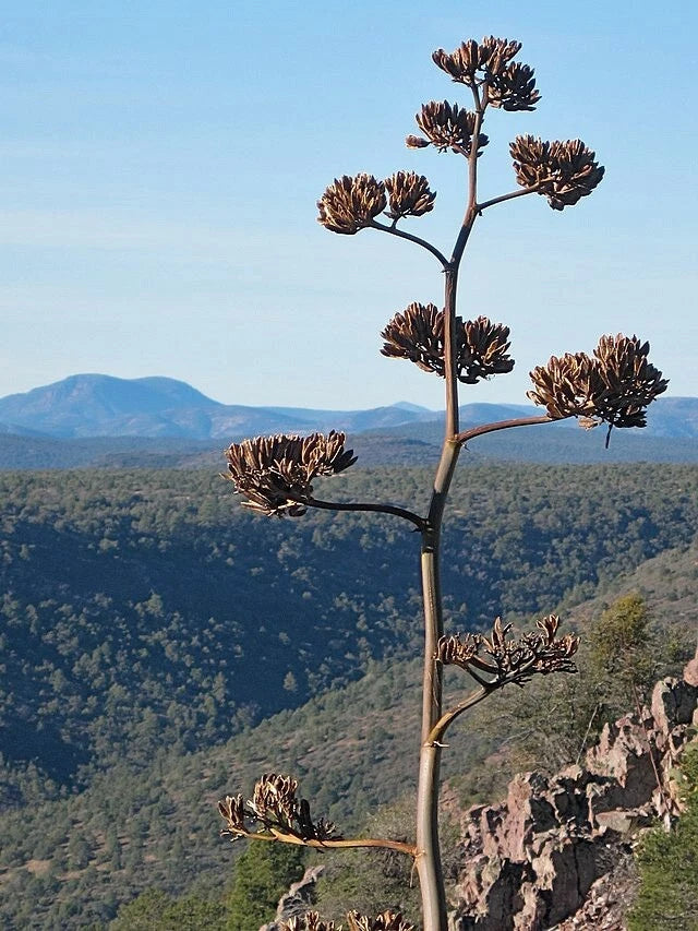 Agave parryi Parry s Agave Seeds – Heirloom, Non-GMO, High Germination Organic Garden Seeds