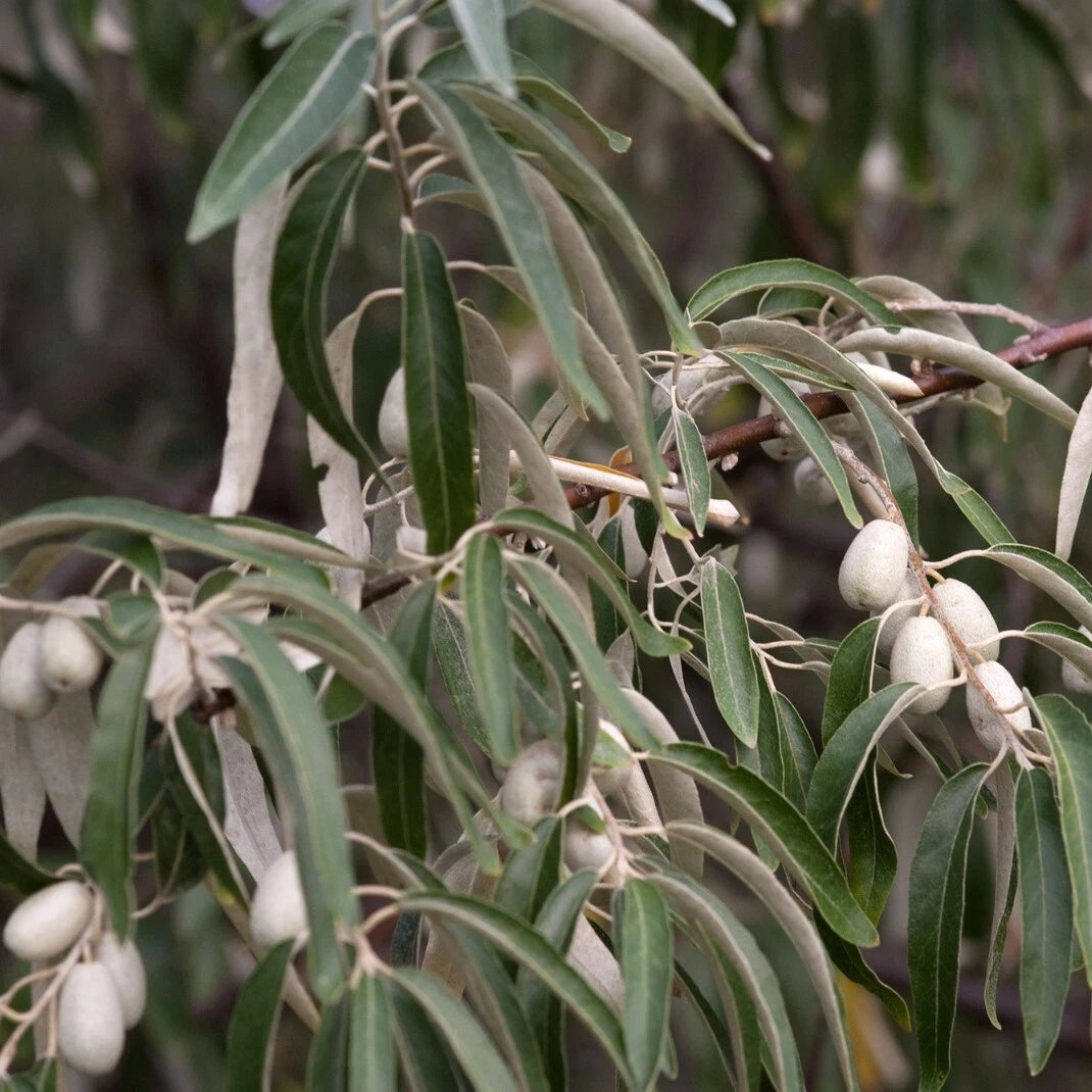 Silver foliage Russian Olive seeds for landscaping