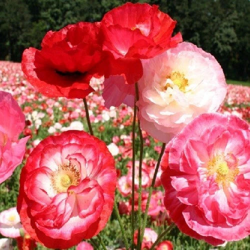 Shirley Double Mixed Poppy Seeds Gorgeous Flowers Pinks White Reds – Heirloom, Non-GMO, High Germination Organic Garden Seeds