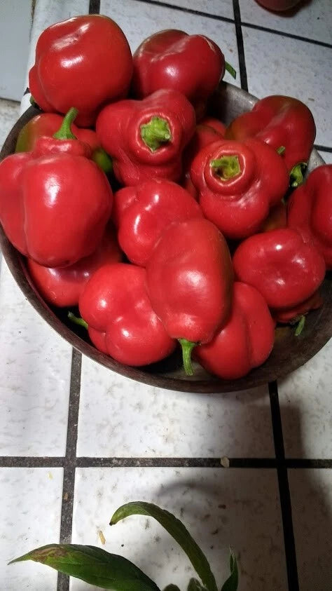 Orange and red Manzano Pepper Seeds Mixed seeds per SHIPPING – Heirloom, Non-GMO, High Germination Organic Garden Seeds