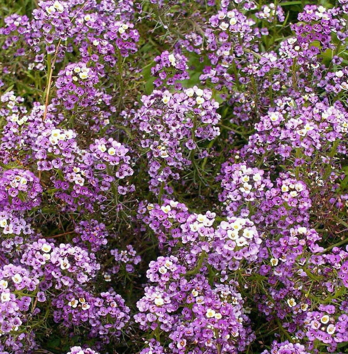Sweet Alyssum Flower Seeds Royal Carpet Dwarf Purple Ground Cover heirloom non-gmo seeds