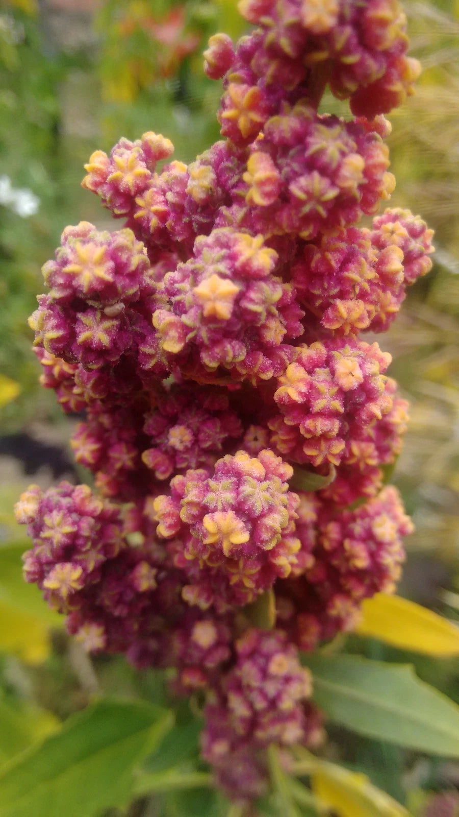 CHENOPODIUM QUINOA Seeds Quinoa shipping Plant seeds heirloom non-gmo seeds