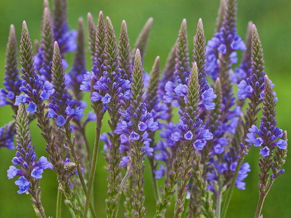 BLUE VERVAIN Flower Seeds Verbena Hastata to SEEDS Medicinal heirloom non-gmo seeds