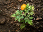 Orange Hat Yellow Dwarf Micro Tomato seeds - seeds GMO heirloom non-gmo seeds