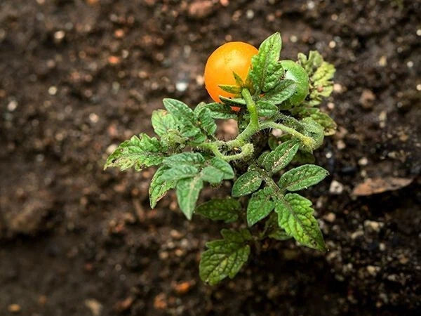 Orange Hat Yellow Dwarf Micro Tomato seeds - seeds GMO heirloom non-gmo seeds